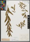 Foto von Salix triandra subsp. triandra L.